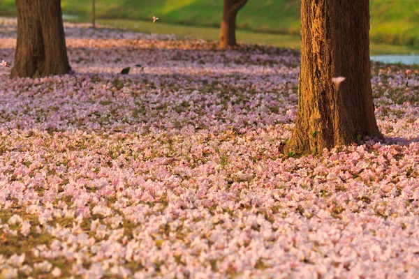 ピンクの花の tabebuia のバラ色の花 — ストック写真