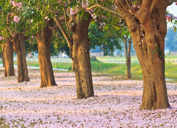 Ροζ λουλούδια tabebuia rosea άνθος — Φωτογραφία Αρχείου