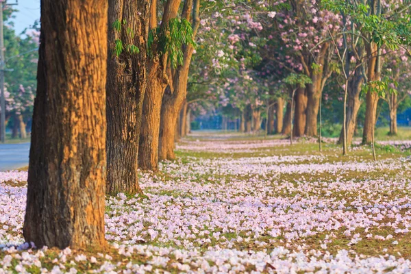 Ροζ λουλούδια tabebuia rosea άνθος — Φωτογραφία Αρχείου