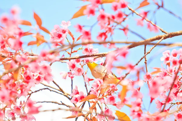Белая птица на цветущей вишне и сакуре — стоковое фото