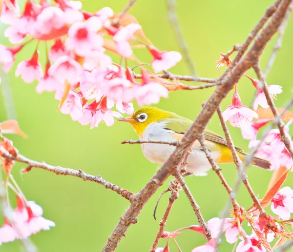 Fehér szem madár cseresznyevirágzás és Sakura — Stock Fotó