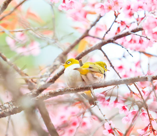 Pájaro de ojo blanco en flor de cerezo y sakura — Foto de Stock