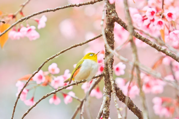 Uccello dagli occhi bianchi sui fiori di ciliegio e sakura — Foto Stock