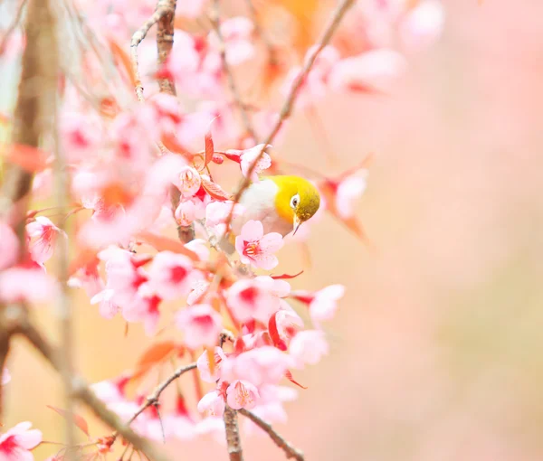 Bílý pták na třešňovém květu a Sakura — Stock fotografie