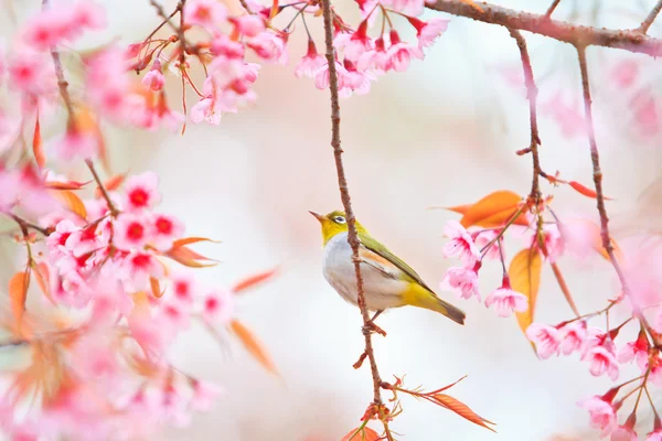 Witoogvogel op kersenbloesem en Sakura — Stockfoto