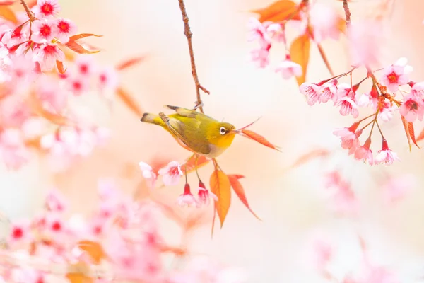 Vitögd fågel på körsbärsblomma och Sakura — Stockfoto