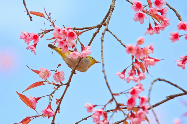 Pássaro de olho branco em flor de cereja e sakura — Fotografia de Stock