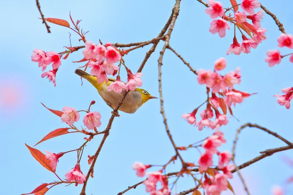 Fehér szem madár cseresznyevirágzás és Sakura — Stock Fotó