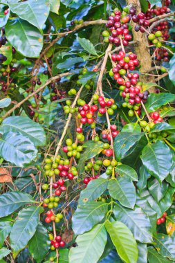kahve ağaçları
