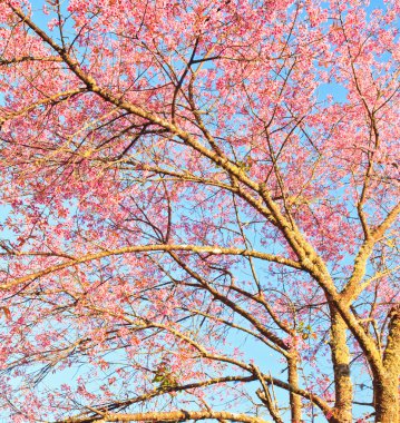 kiraz çiçeği ve sakura arka plan