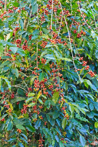 Koffie bomen — Stockfoto