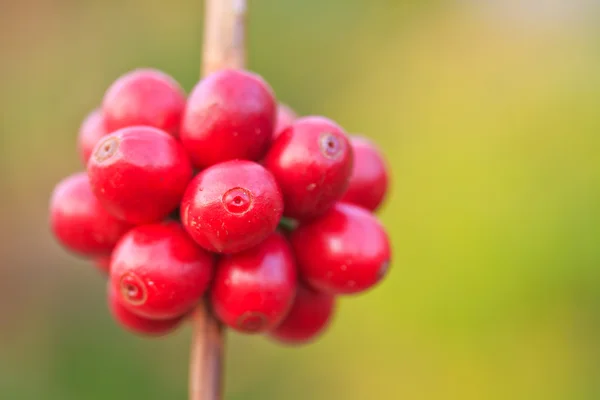 Chicchi di caffè — Foto Stock