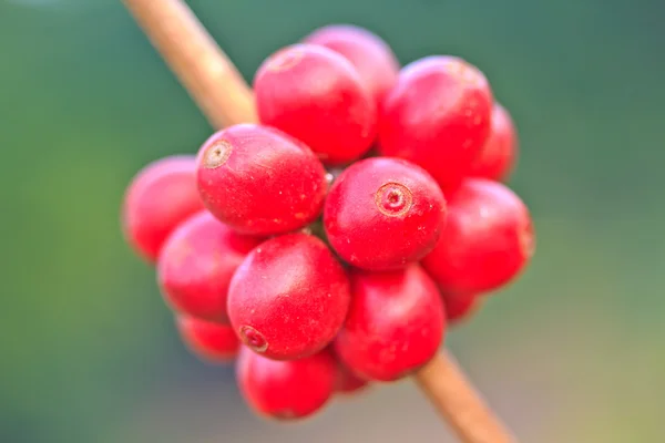 Oljeväxtfrukter — Stockfoto