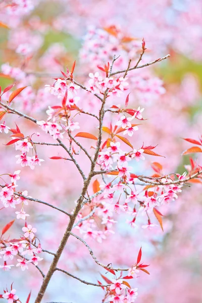 Cherry Blossom ja sakura tausta — kuvapankkivalokuva