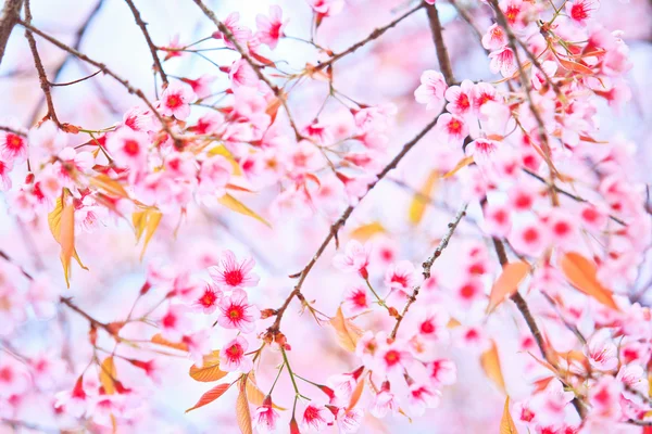 Cherry Blossom e fundo sakura — Fotografia de Stock