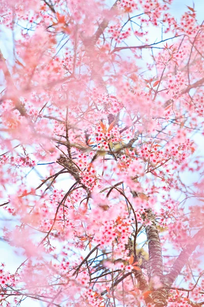 벚꽃 꽃과 벚꽃 배경 — 스톡 사진