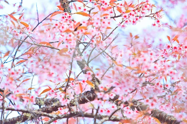 Cherry Blossom és sakura háttér — Stock Fotó
