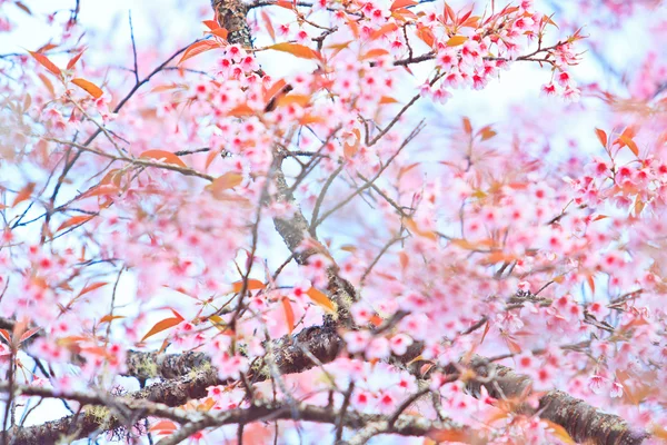 Cherry Blossom e fundo sakura — Fotografia de Stock