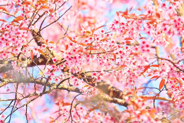 樱花和樱花背景 — 图库照片