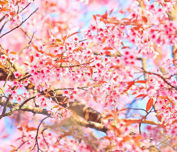 Κεράσι ανθίσει και sakura φόντο — Φωτογραφία Αρχείου
