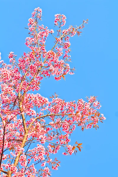 Körsbärsblommor och sakura bakgrund — Stockfoto