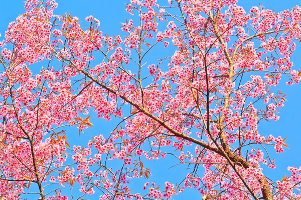Вишневий цвіт, Сакура фон — стокове фото