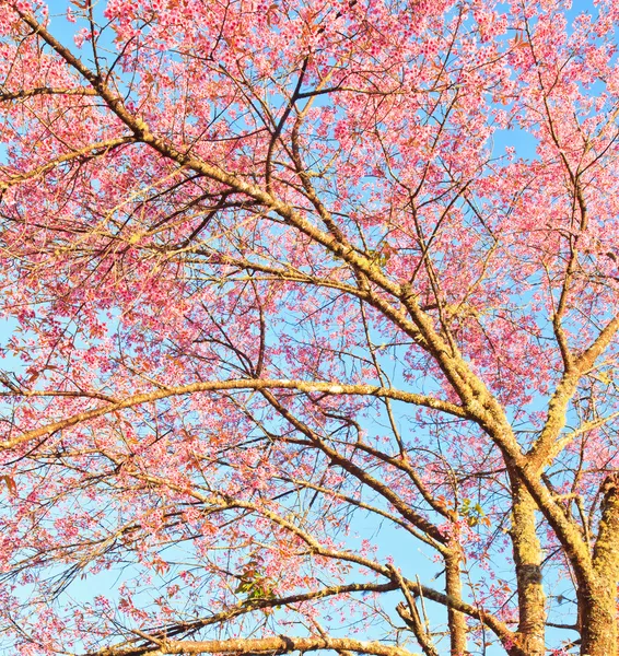 Fiori di ciliegio e sakura sfondo — Foto Stock