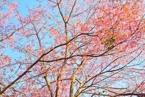 Kiraz çiçeği ve sakura arka plan — Stok fotoğraf