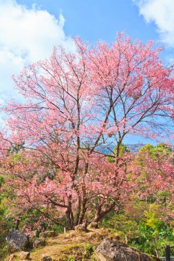 kiraz çiçeği ve sakura arka plan