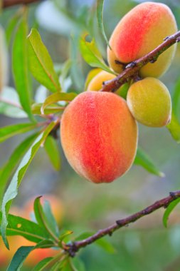 Ağaçta şeftali