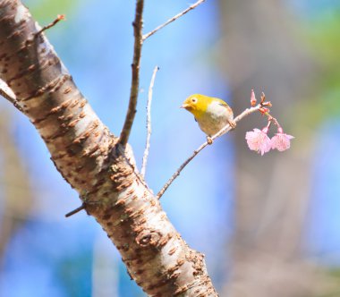 Beyaz Gözlü Kuş Kiraz Çiçeği ve Sakura