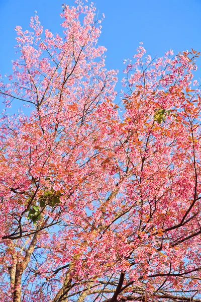桜・さくらの背景 — ストック写真