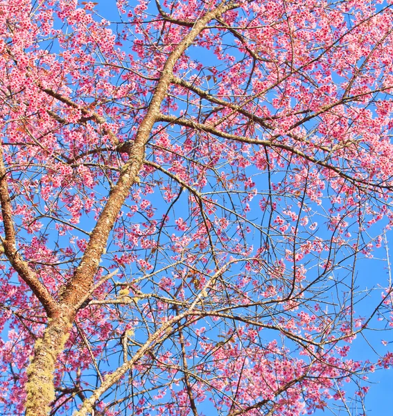 Cherry Blossom e fundo sakura — Fotografia de Stock