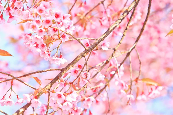 Kiraz çiçeği ve sakura arka plan — Stok fotoğraf