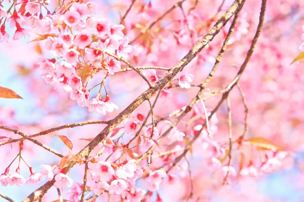 樱花和樱花背景 — 图库照片