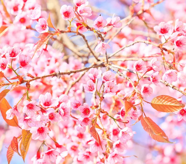 Fiori di ciliegio e sakura sfondo — Foto Stock