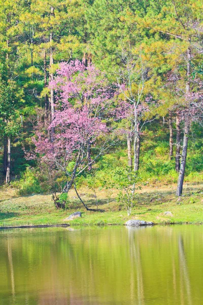 Цветущая вишня и сакура фон — стоковое фото