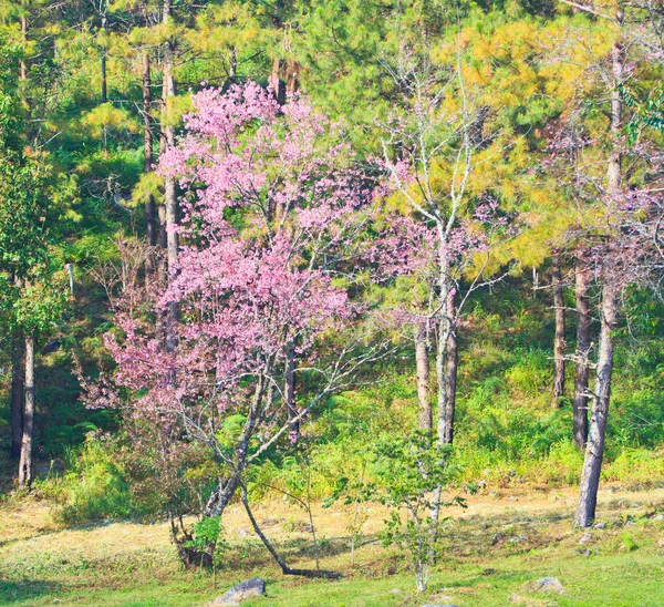 Cherry Blossom and sakura background — Stock Photo, Image