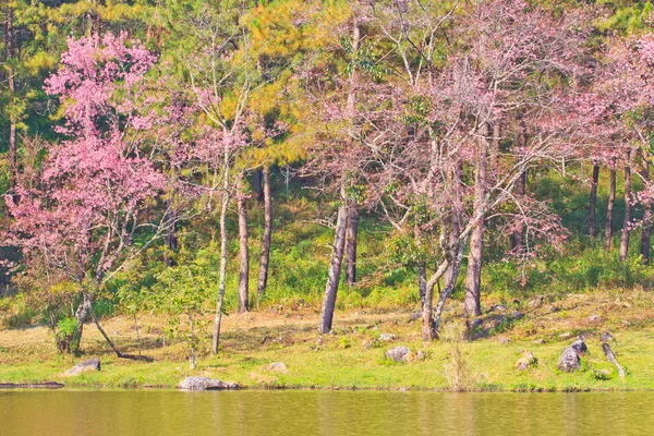 Kwiat wiśni i sakura tło — Zdjęcie stockowe