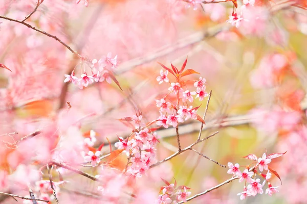 Cherry Blossom ja sakura tausta — kuvapankkivalokuva