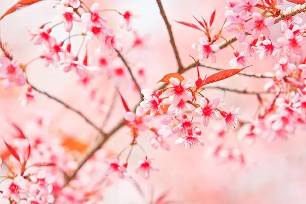 Cherry Blossom e fundo sakura — Fotografia de Stock