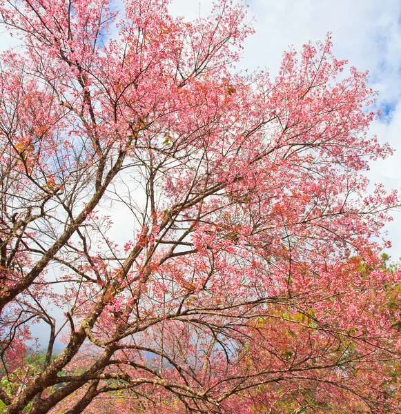 Cherry Blossom e fundo sakura — Fotografia de Stock