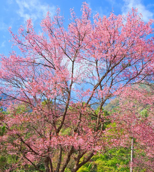 Körsbärsblommor och sakura bakgrund — Stockfoto