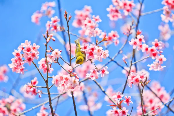 Bílý pták na třešňovém květu a Sakura — Stock fotografie