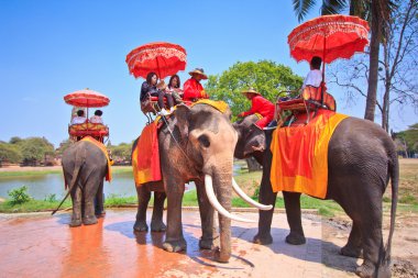 Ayutthaya, Tayland - 7 Mart: turist bir fil üzerinde 7 Mart 2013 yılında ayutthaya antik kentin tur binmek.