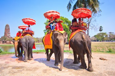 Ayutthaya, Tayland - 7 Mart: turist bir fil üzerinde 7 Mart 2013 yılında ayutthaya antik kentin tur binmek.
