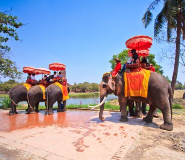 Ayutthaya, Tayland - 7 Mart: turist bir fil üzerinde 7 Mart 2013 yılında ayutthaya antik kentin tur binmek.