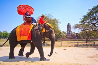 Ayutthaya, Tayland - 7 Mart: turist bir fil üzerinde 7 Mart 2013 yılında ayutthaya antik kentin tur binmek.