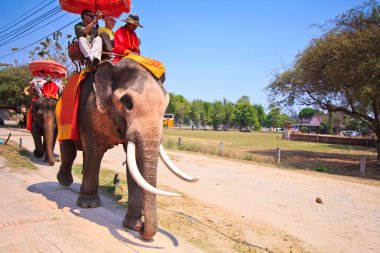 Ayutthaya, Tayland - 7 Mart: turist bir fil üzerinde 7 Mart 2013 yılında ayutthaya antik kentin tur binmek.