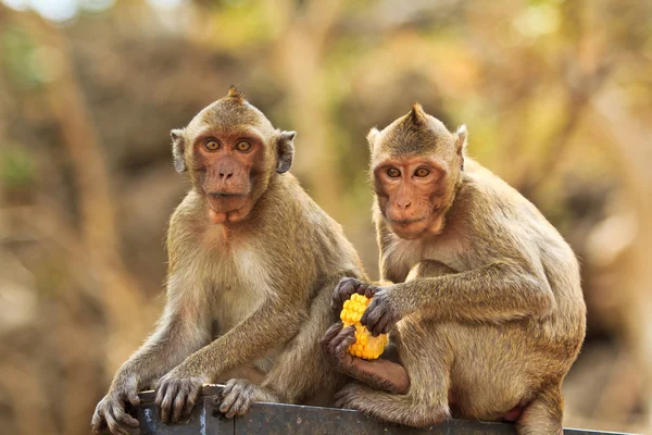 Monkey in thailand — Stock Photo, Image